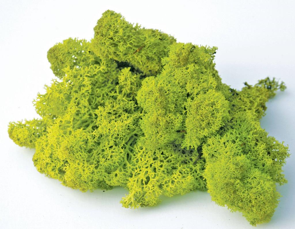Mousse de Sphaigne Vert