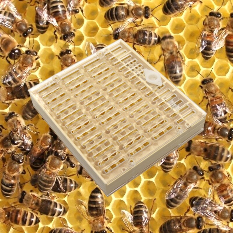 1 Pcs Nicot Queen Bee Grootbrengen Systeem Voor Bijenteelt Plastic Nicot Kooi Gereedschappen
