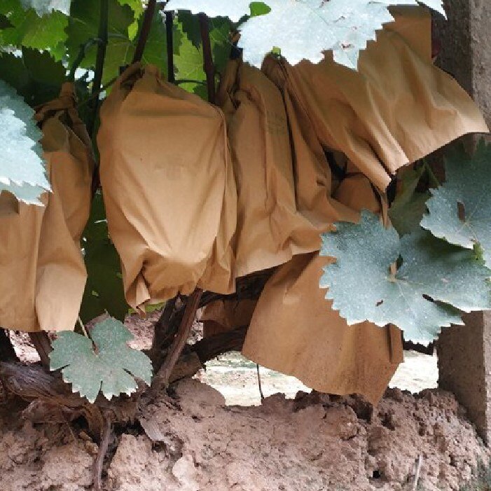 Bolsas de protección impermeables para fruta, bolsa de manzana, melocotón, manzana, naranja, Kiwi, prevención de insectos y aves, 100 Uds.