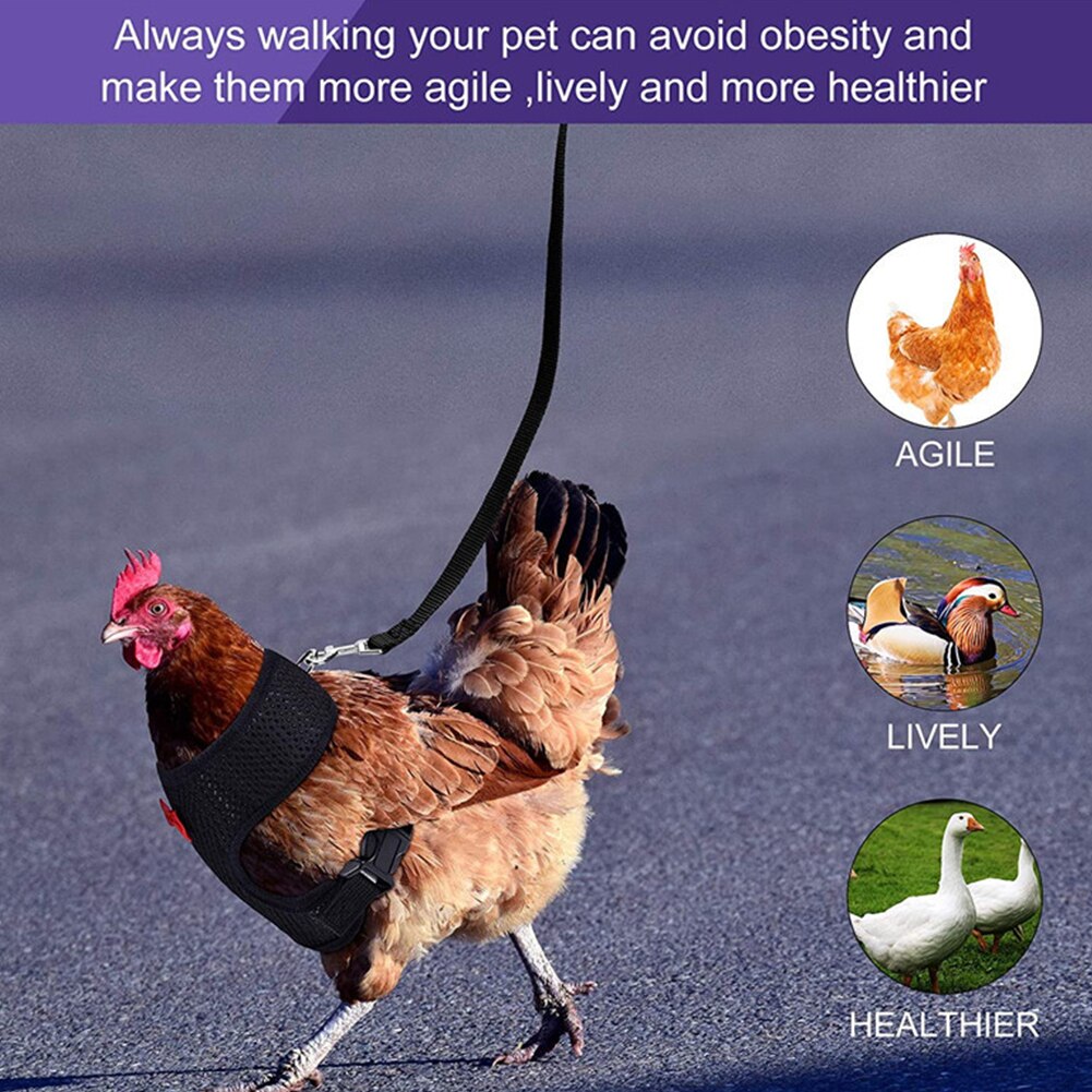 Breathable Mesh Chicken Duck Vest Leashes Poultry Hen Pet Harness With Matching Training for Walking Duck Goose Hen Rooster
