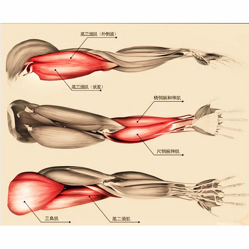 100 kg -350 kg fitness tunge håndgreb håndled rehabilitering udvikler hånd finger træner muskel styrke træningsenhed