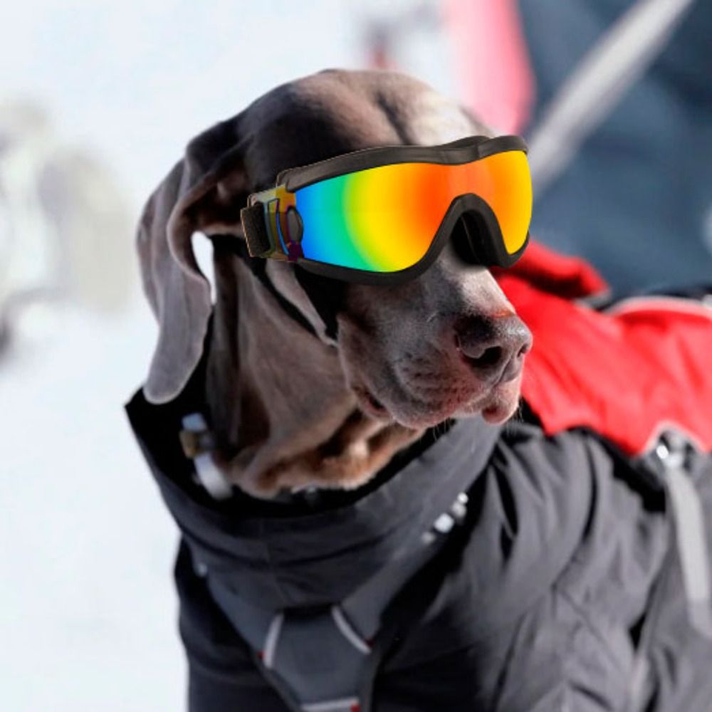 Lunettes de soleil pour chien, sangle réglable, résistantes aux UV, imperméables, coupe-vent, Anti-buée, pour animaux de compagnie, voyage