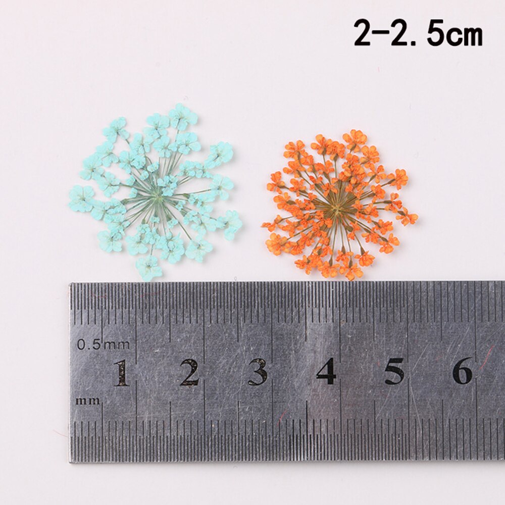 12/30Pcs Pressed Dried Ammi Majus Flower Dry Plants Necklace Jewelry Making Craft DIY Accessories Artificial Flower Decorations