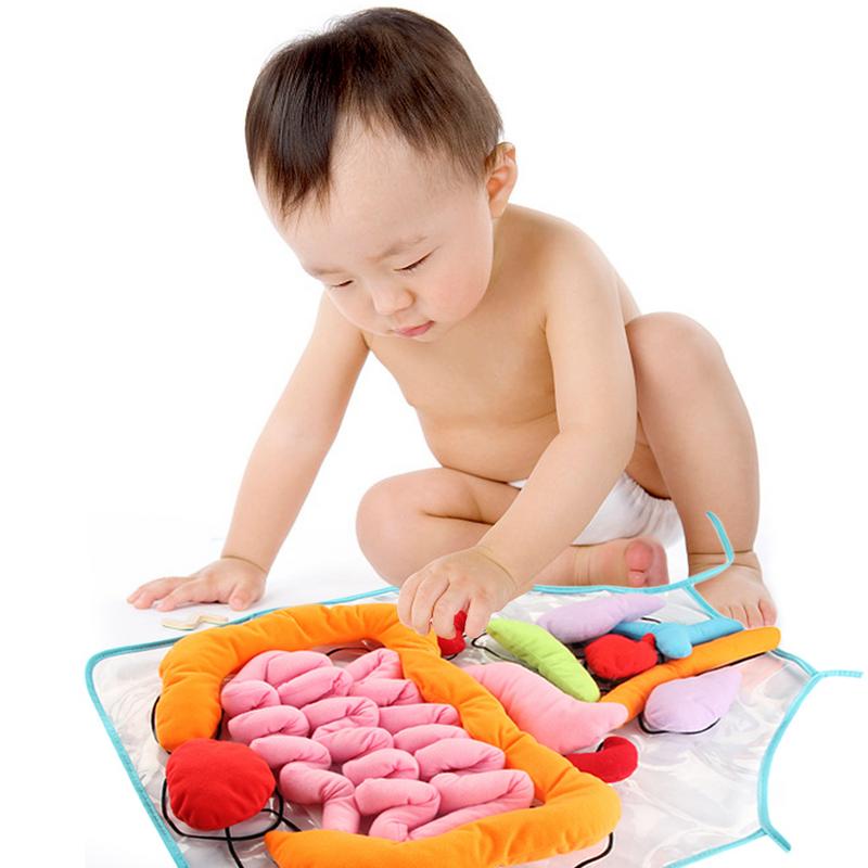 Educatief Inzichten Speelgoed Voor Kinderen Anatomie Schort Menselijk Lichaam Organen Awareness Voorschoolse Wetenschap Home School Leermiddelen