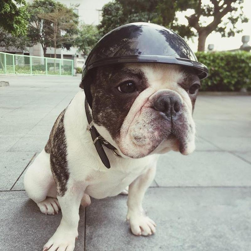 Justerbar hund hat til sol regn beskyttelse kæledyr sjove seje motorcykler cykel hjelm hat beskyttende motor hjelm