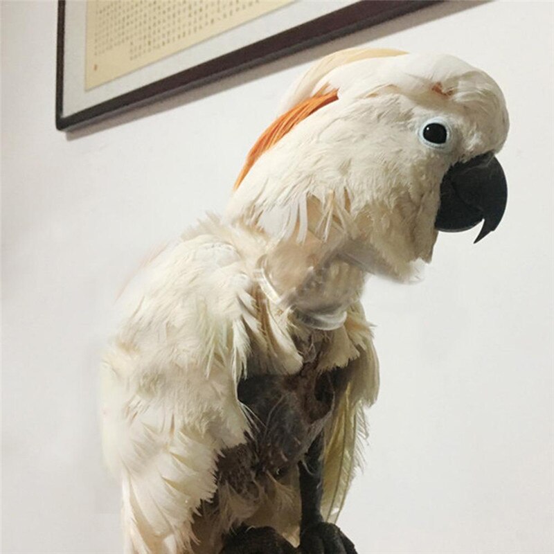 Collar de tubo acrílico con forma de pájaro para desplumar, banda para el cuello con plumas de loros graves, limita el movimiento del cuello para cacatúa Guacamayo, gris africano