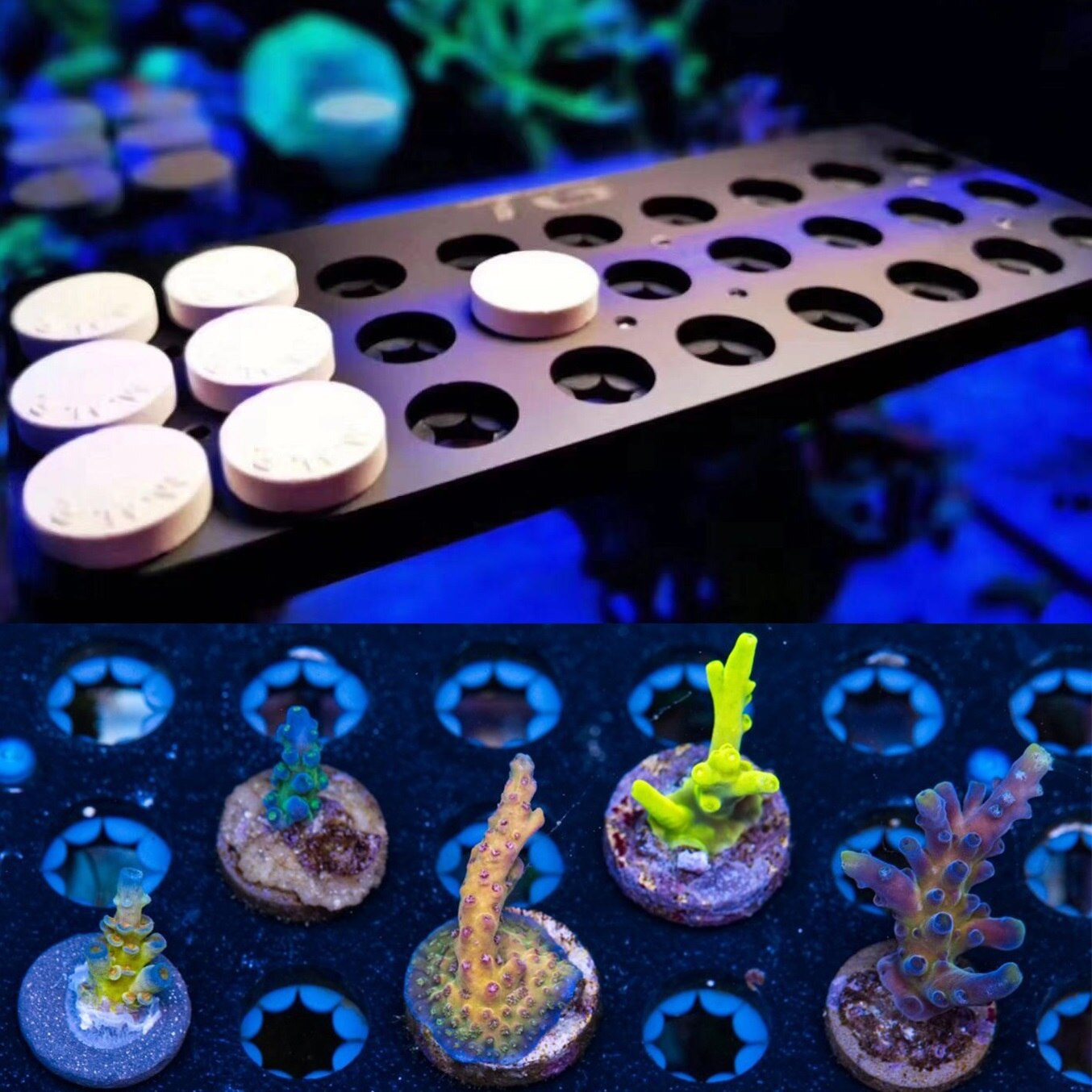 DW Aquarium WWC Style Special Acrylic Magnetic Coral Frag Plugs Rack Holder Fish Tank Collapsible Angle Adjusting Bracket Rack