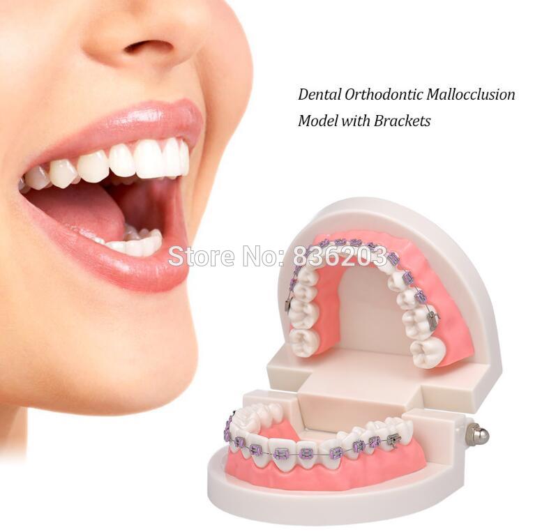 Équipement de laboratoire dentaire blanchiment des dents orthodontique dentiste humain Standard anatomique crâne squelette étude d'enseignement modèle de brossage