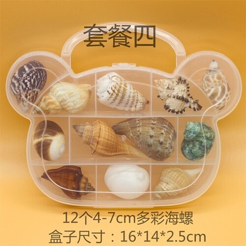 Natuurlijke Schelp Zeester Exemplaren Box Voor Kinderen Voorschoolse Mariene Biologie Populaire Wetenschap Decoratie Ambachten: 4
