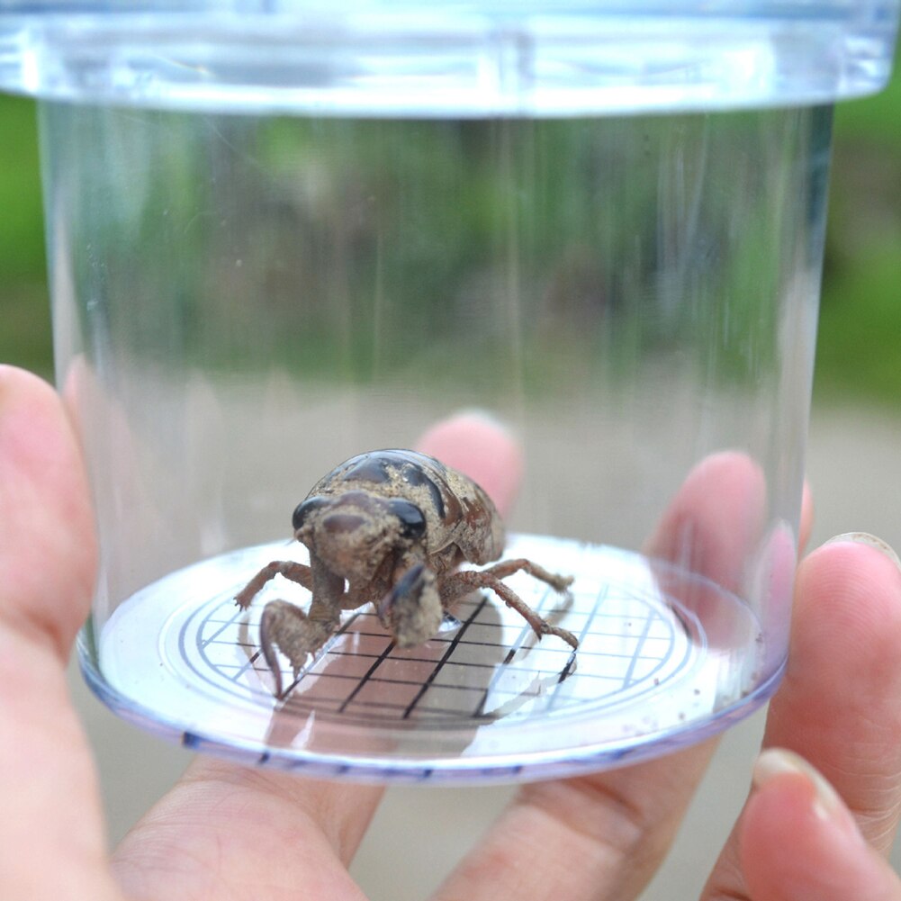 draussen Insekten Beobachtung Lupe Kasten Tasse Zuschauer Experiment Bildung freundlicher Interaktive Spielzeug