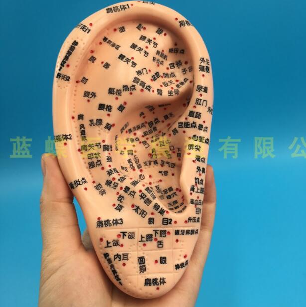 Modèle d'acupuncture auriculaire de 16CM, modèle de zone réflexe de l'oreille, modèle d'acupuncture Standard de la langue du méridien Central, modèle d'oreille de Massage