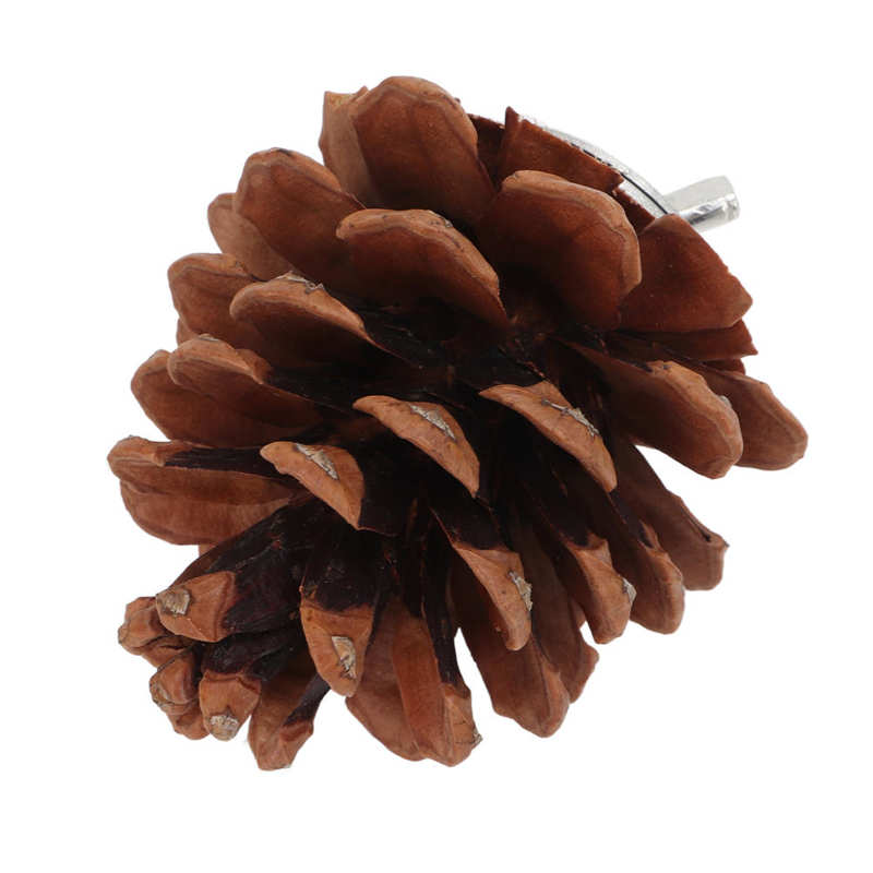 Bird Bite Pine Cones Bird Molar Pine Cone Toy Safe Nut Fix for Cockatiel for Finch