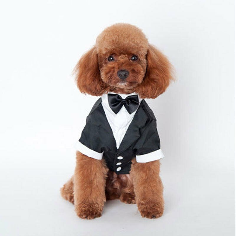 Ropa para perro, disfraz de boda para gato, príncipe, caballero, Chihuahua, esmoquin, pajarita, abrigo para cachorros, 5 tamaños, suministros para Mascotas