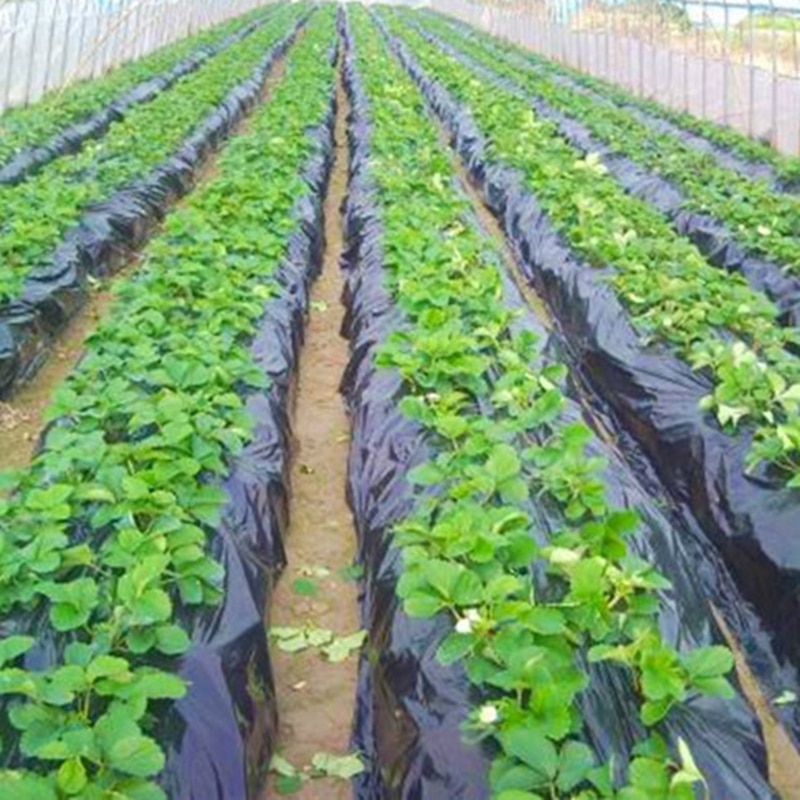 Black Agricultural Shade Film 1x50Meters Strawberry PE Film Garden Flower Greenhouse Plastic Mulch Film 0.008mm Thickness