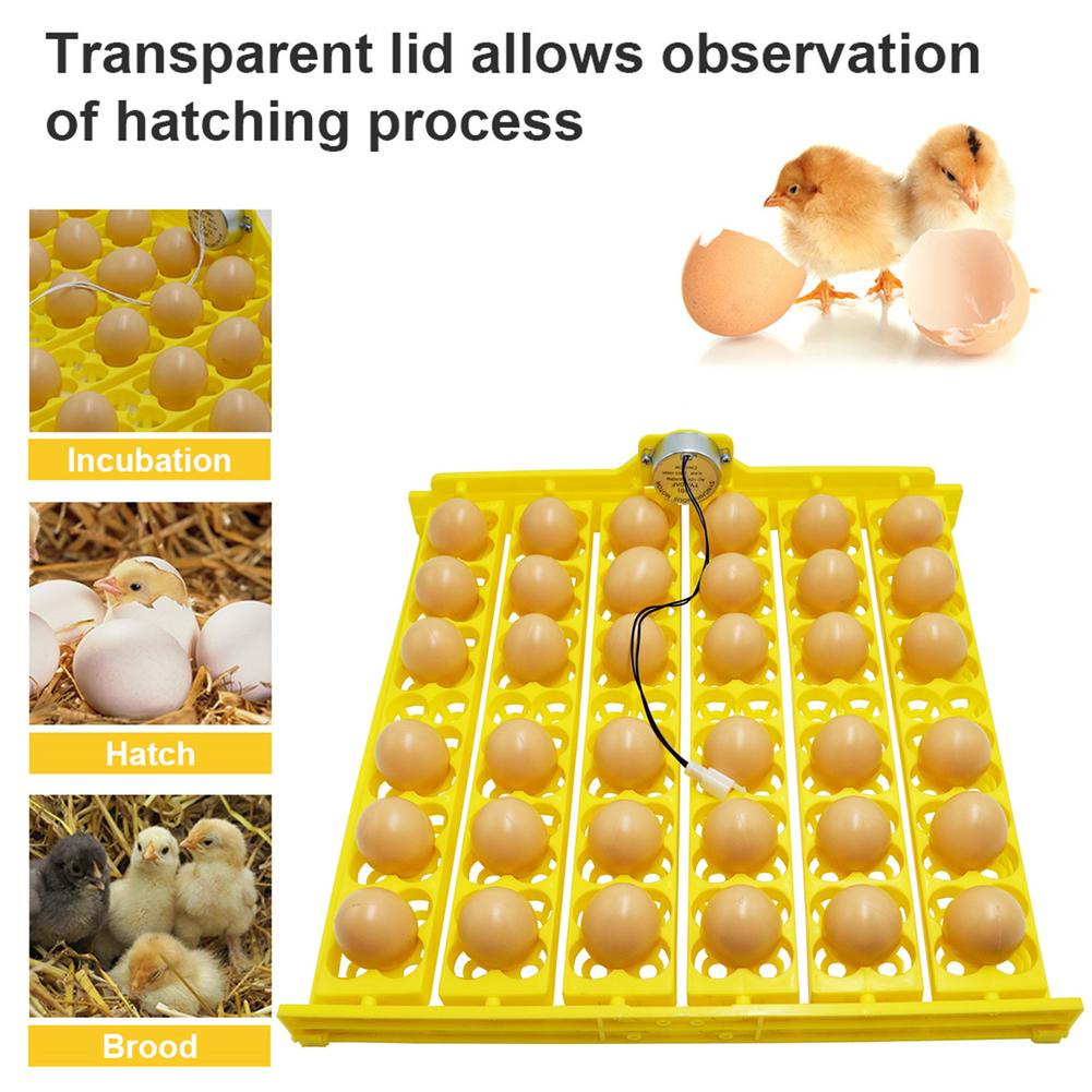 Incubadora de huevos automática para incubar huevos de gallina, girador pequeño de 36 huevos, bandeja para huevos de aves 156 con electricidad