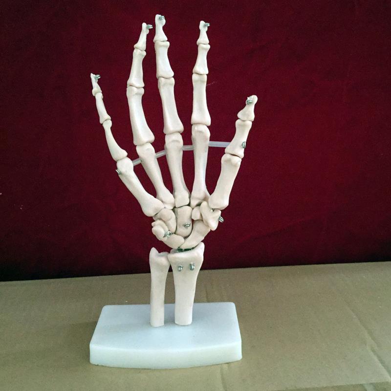 Hand Gezamenlijke Skelet Model Menselijk Skelet Model Vola Palm Skelet Model