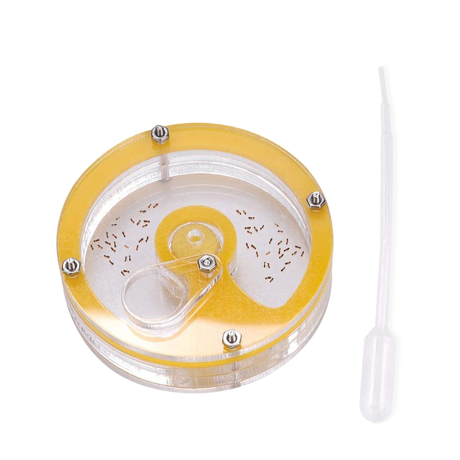 Ant Nest Farm Acrylic Insect Breeding Box Ant Formicarium Habitat Color Sent Randomly: A