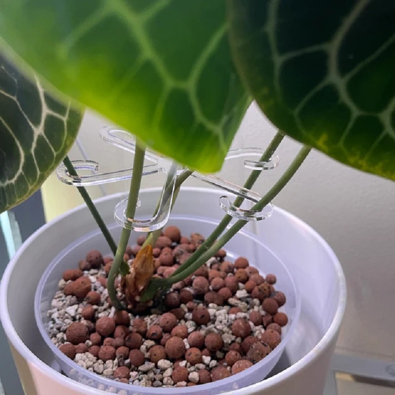 Soporte de tallo de planta Alocasia Monstera, Clips de soporte de hoja de vid para plantas trepadoras para crecer en posición vertical y hacer más saludable