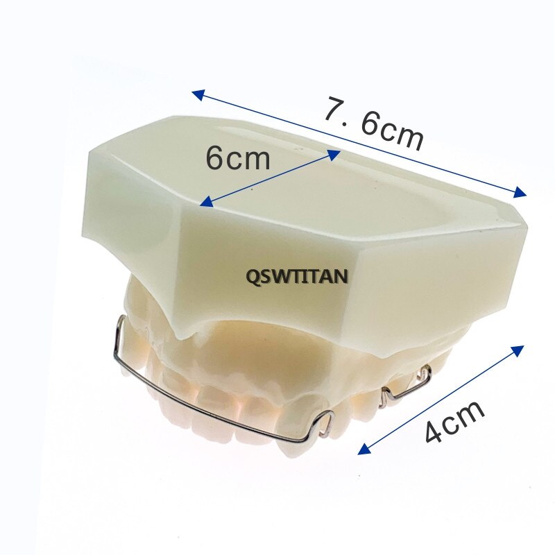 Hawley Retainer Teeth Model Bionator Removable for dentistry students Teach Study Teeth Model