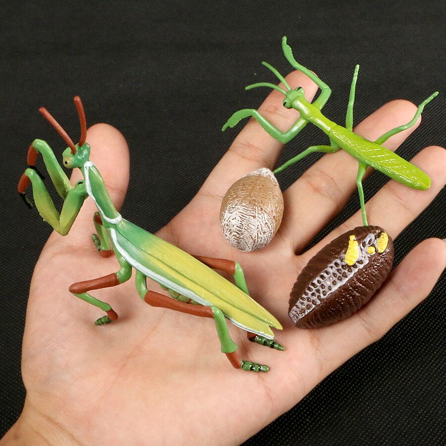 Butterfly Growth Cycle Bee Ladybug Spider Life Cycle Models Simulation Animal Model Action Figures Teaching Material For Kid: Mantis 4pcs