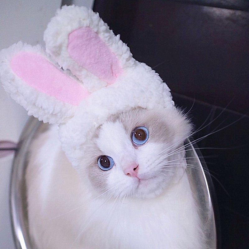 Gorro de gato refinado bonito, gorro elástico de felpa para invierno para mascotas, gorro tejido para cachorros y gatitos, accesorios de decoración para y Cosplay, accesorios para gatos para mascotas
