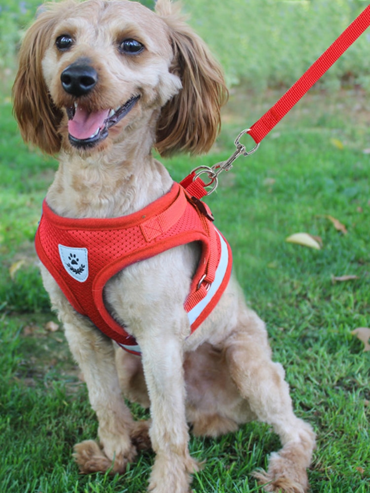 rabbitgoo Hondentuig No-Pull, Tactische Hondentuigje met Molle Paneel en Handvat, Reflecterend Verstelbare Hondenharnas voor Middelgrote Hond, Borst Harnas Honden voor Wandelen Training, Groen, M