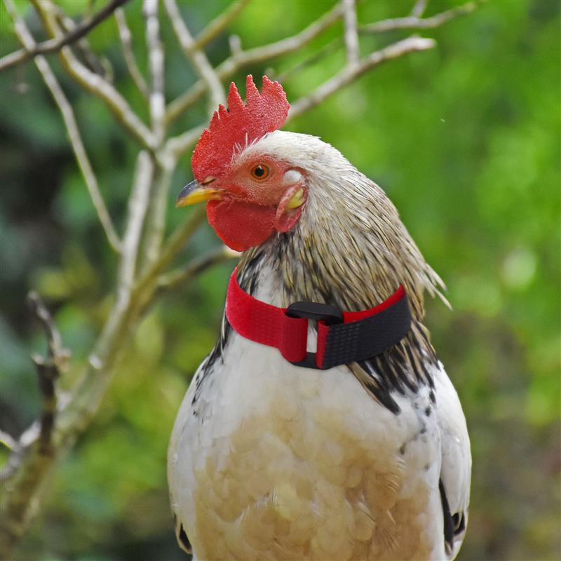 4pcs Rooster Anti-crowing Rooster Collar Anti-crowing Nylon Rooster Collar Poultry Supply