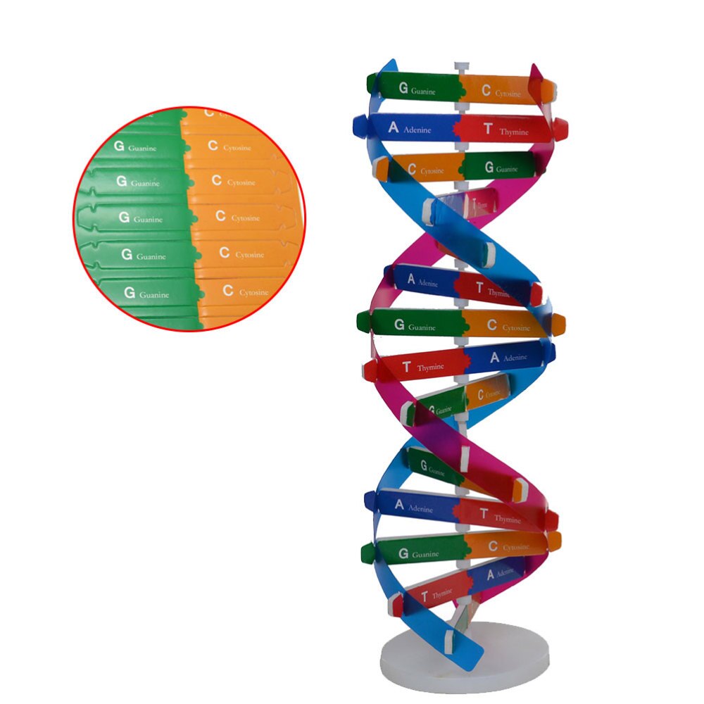 Diy dna dobbelt helix model biologisk videnskab eksperiment værktøj menneskelige gener læringsværktøj til skolekontor