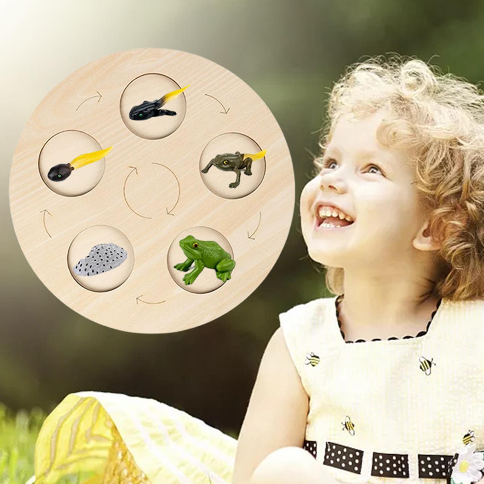 Montessori Life Growth Cycle Board Puzzle do zabawy dla dzieci zwierzęta wczesna edukacja prezenty zabawka na prezenty przedszkole 3 4 5 6 lat dzieci: Frog