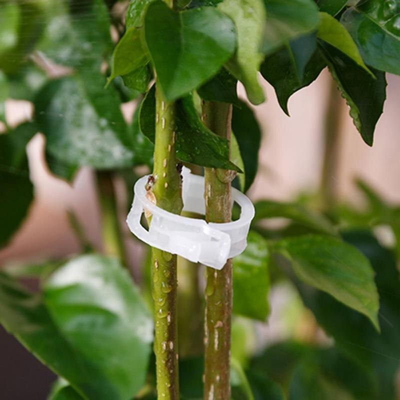50/100 stk espalier havegrøntsager tomatvinstængler vokser opretstående støtteplanteklips til strømpebåndsplanter landbrugsredskaber