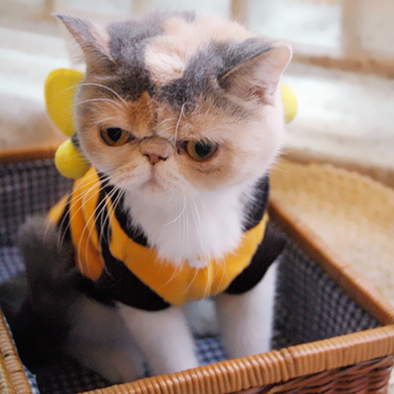 Bee Kostuum voor Katten en Kleine Honden, Huisdier Kostuum