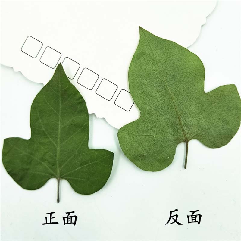 5-7CM/16PCS Morning glory leaves pressed flowers ，Real Plant Dry Press Leaves For DIY Craft Resin Jewellery,Bookmarks