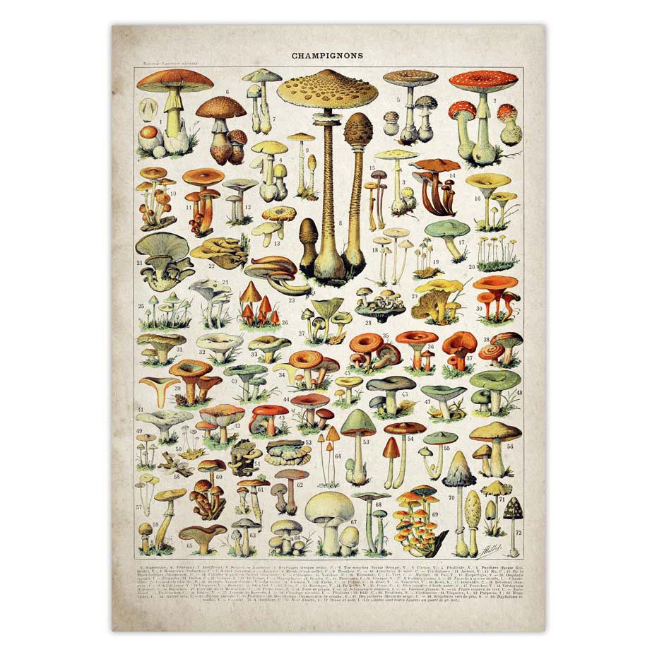 Vintage Adolphe Millot Encyclopedia Posters Butterfly Mushrooms Herbs Flowers Insect Classic Wall Stickers Vintage Poster