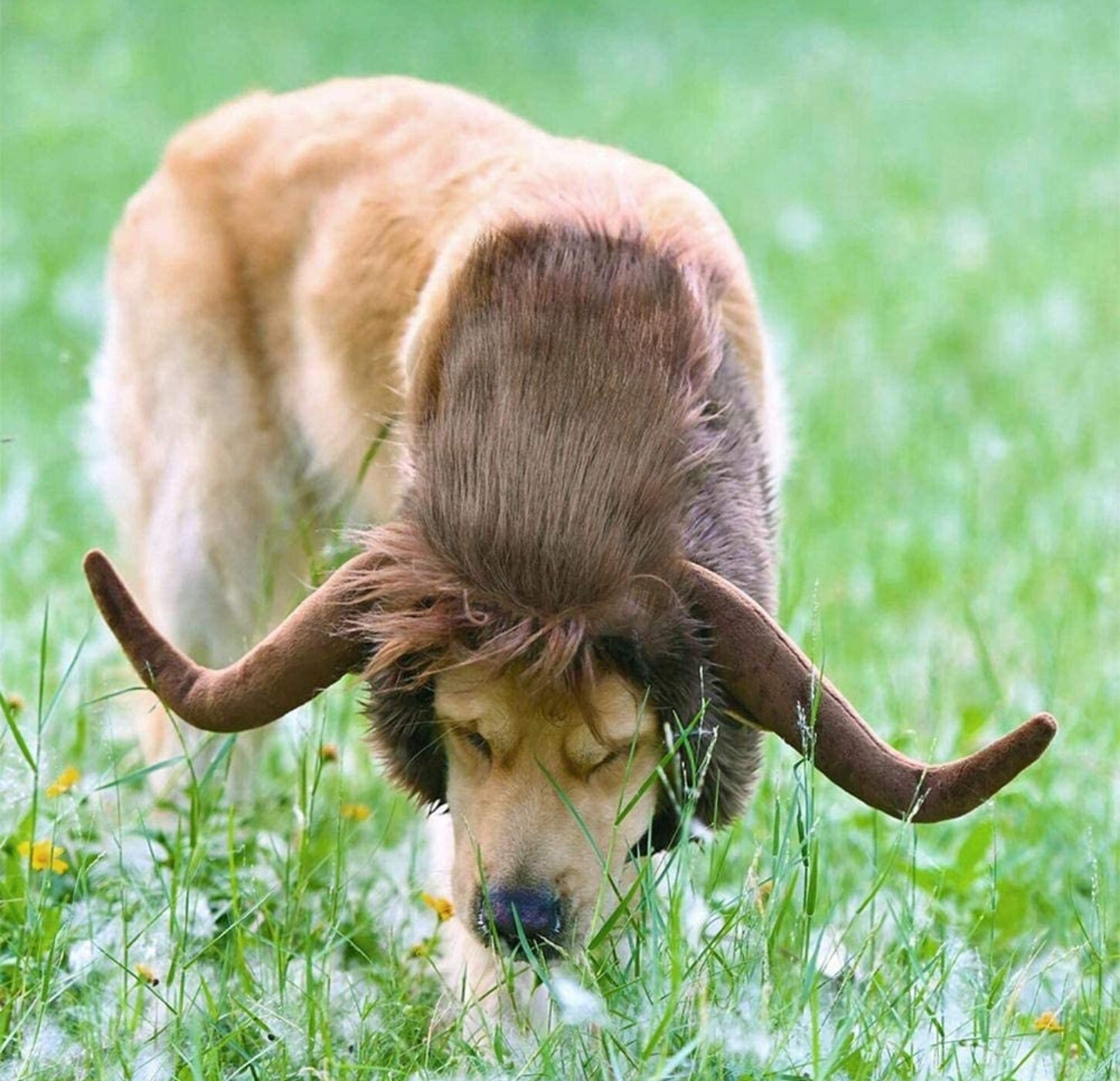 Lvtubanlv Huisdier Kostuum Hond Novelty Koe Hoed Hoofddeksels Met Elastische Band Hond Kat Grappig Ox Jaar Hoed Pet Zacht Pluche koe Hoorn