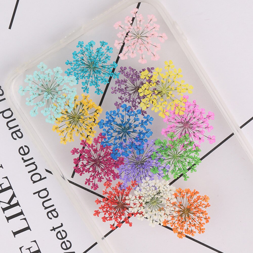 12/30Pcs Pressed Dried Ammi Majus Flower Dry Plants Necklace Jewelry Making Craft DIY Accessories Artificial Flower Decorations