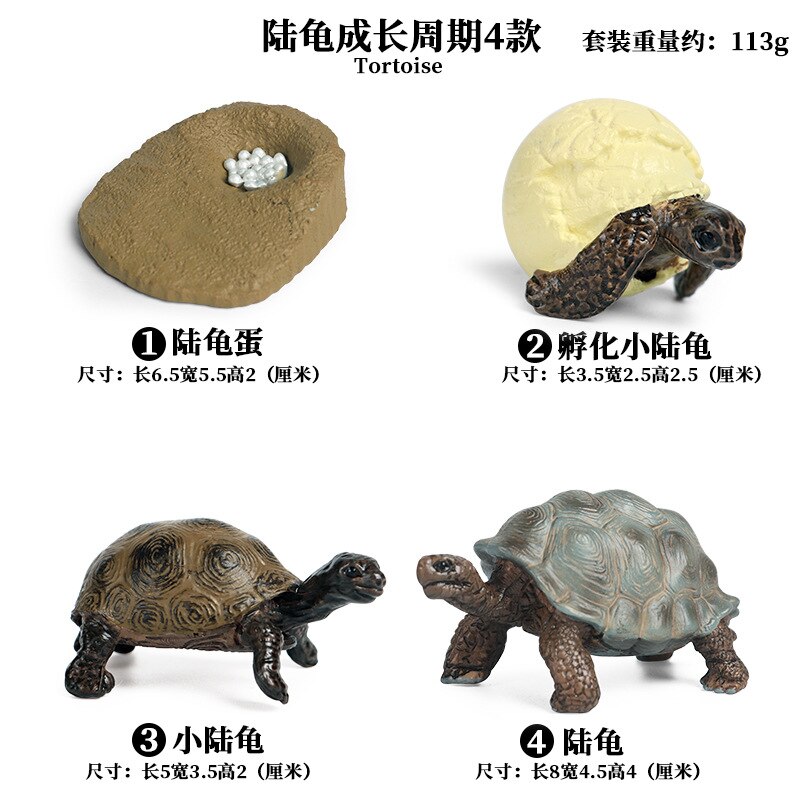 Models Growing Process Enlightenment Toys Furnishings Children's Wild Animals Knowledge Science,Home Entertainment: Tortoise