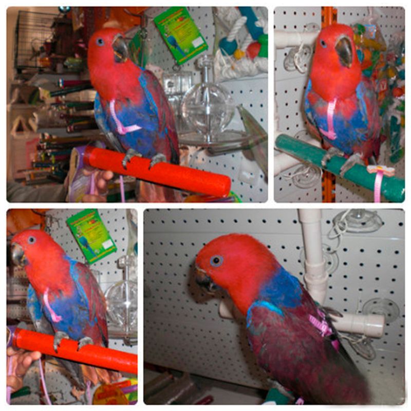 7 Colors Adjustable Bird Training Leash Portable Small Pets Walking Lead Rope Ultralight Flying Harness For Parrot Cat