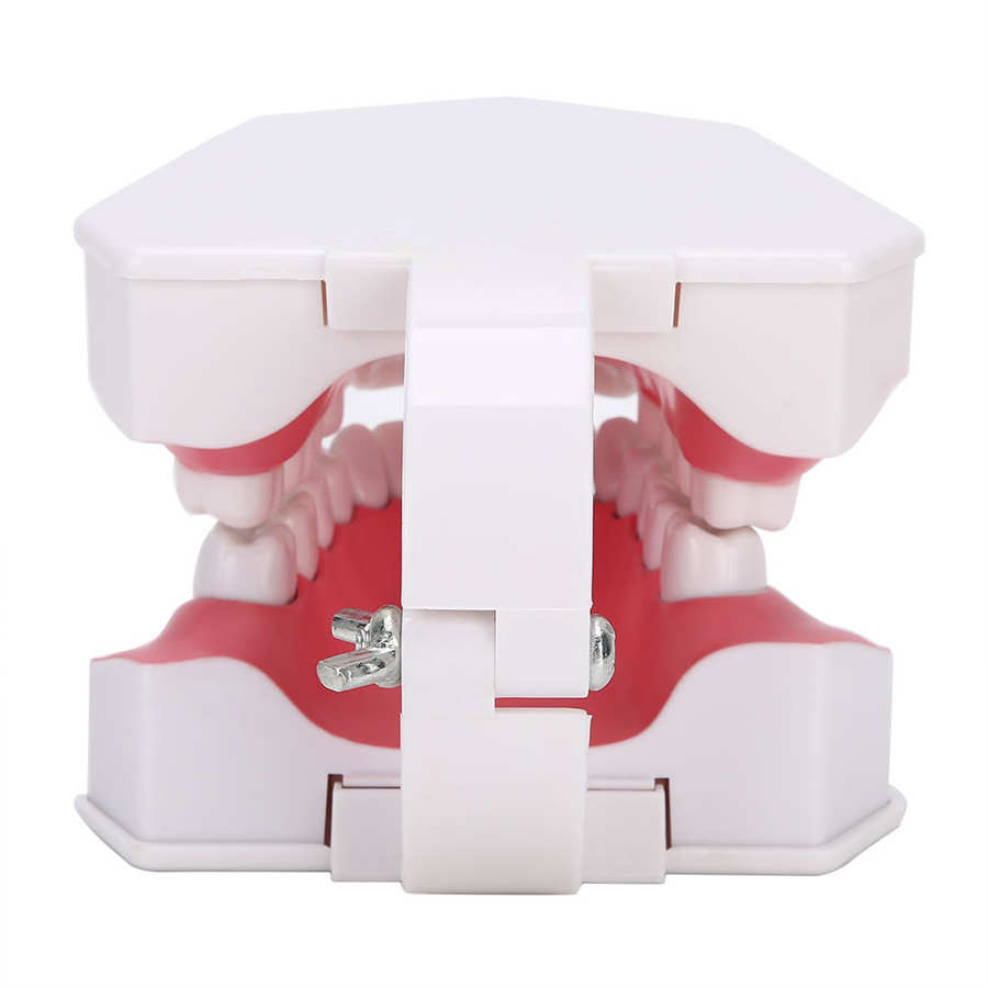 Tooth model 180 degrees open gum model shows you the position of each tooth comes with a toothbrush to teach