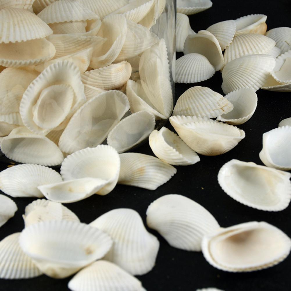 130g Natural White Clam Box DIY Home Decoration Pendant Crafts Marine Life Collection For Hotel Living Room Decor