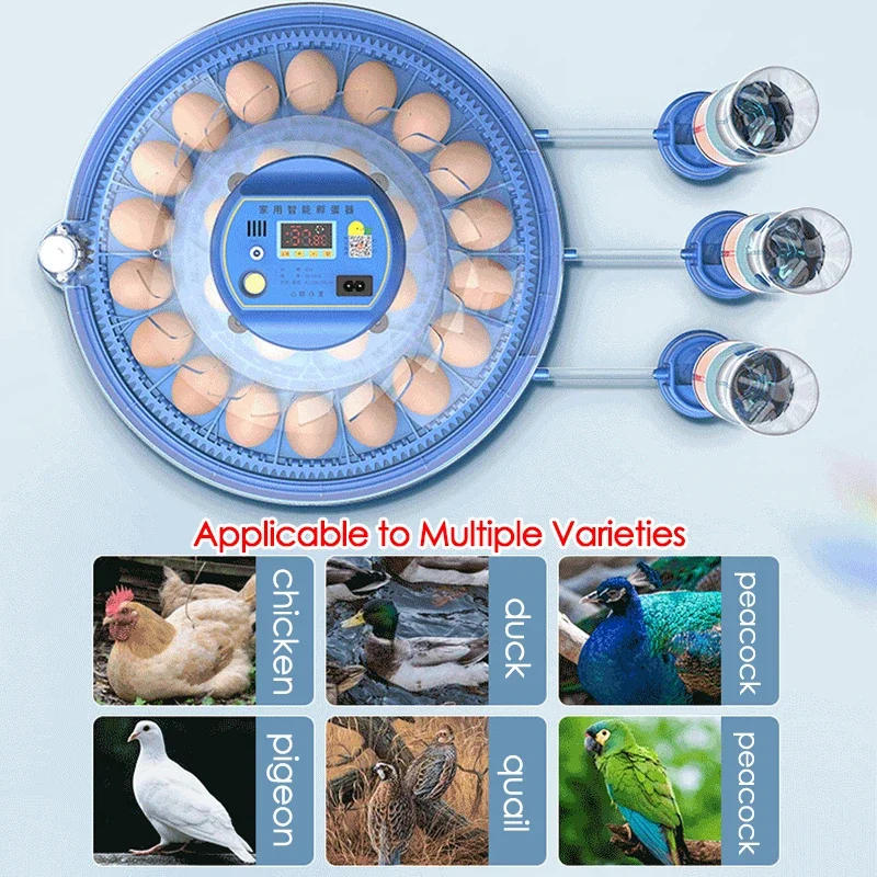Incubadora de 8 huevos, incubadora completamente automática, Control inteligente de temperatura/reposición automática de agua, herramienta de incubación de aves de corral