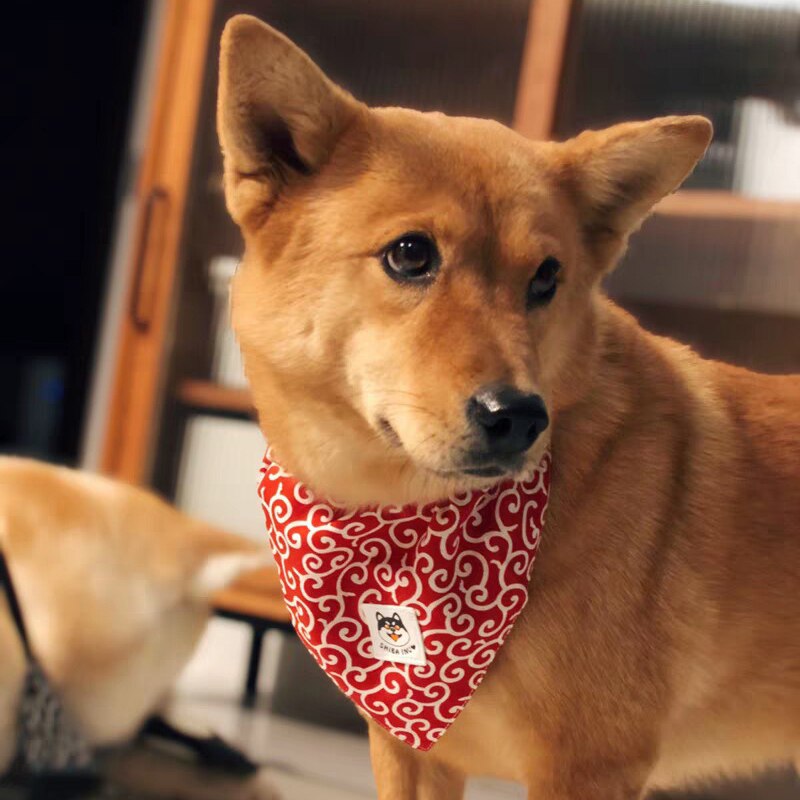 Tang – foulard triangle motif herbe Shiba, grand et petit chien, Akita, serviette, collier, ruban, écharpe de salive