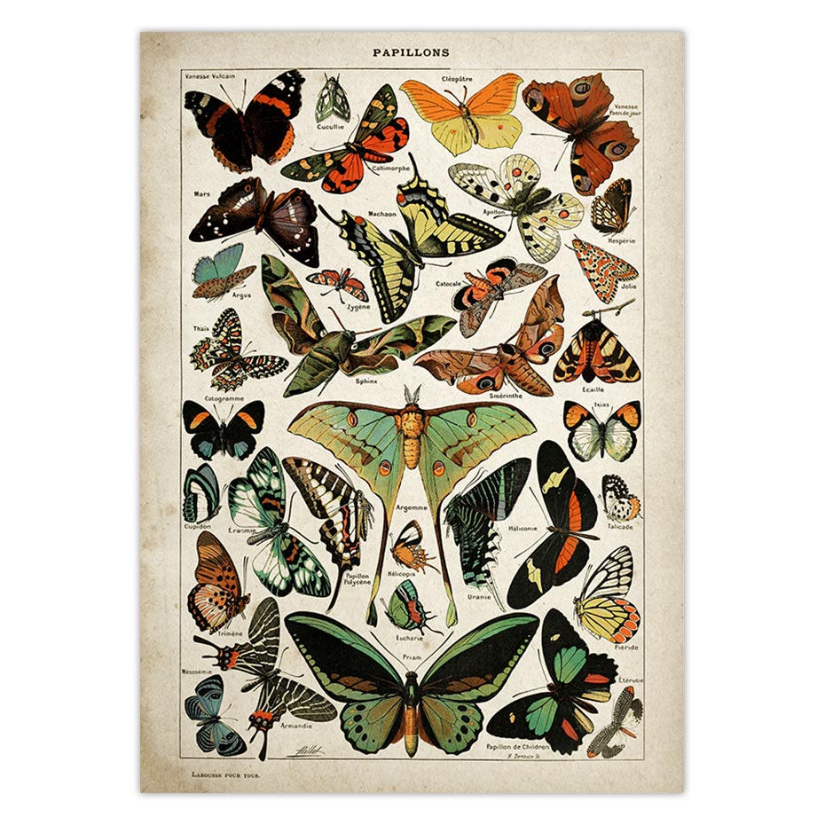 Buttferflies Vintage Poster Bees Insects Birds Plumes Feathers Eggs Wall Art Posters and Prints Adolphe Millot Kraft paper: Gray / 21x30cm No Frame