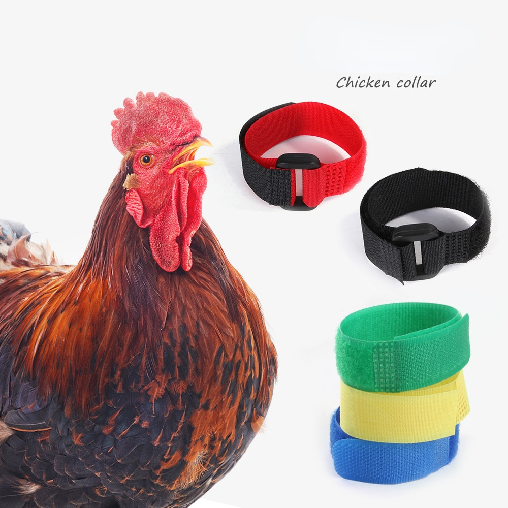 2 Stuks Kip Kraag Geen-Kraai Haan Kraag Fowl Nekband Accessoires Voor Pluimvee Noise Gratis Anti-Haak nekband Kraag