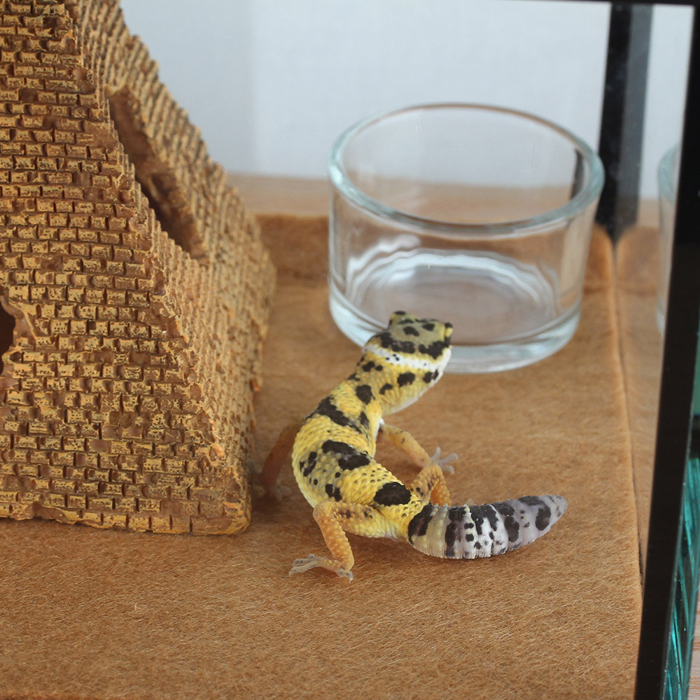 Cage pour petits animaux, boîte à araignée, maison de grenouille, conteneur de tartule, Gecko, Aquarium, tortue, escargot, ermite, crabe, insecte