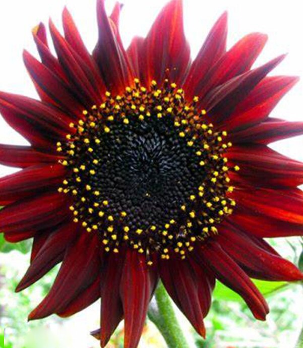 Zonnebloem Zaden Planten Bloemen Seedings Voor Tuin Zaaien Outdoor En Indoor Alle Seizoenen