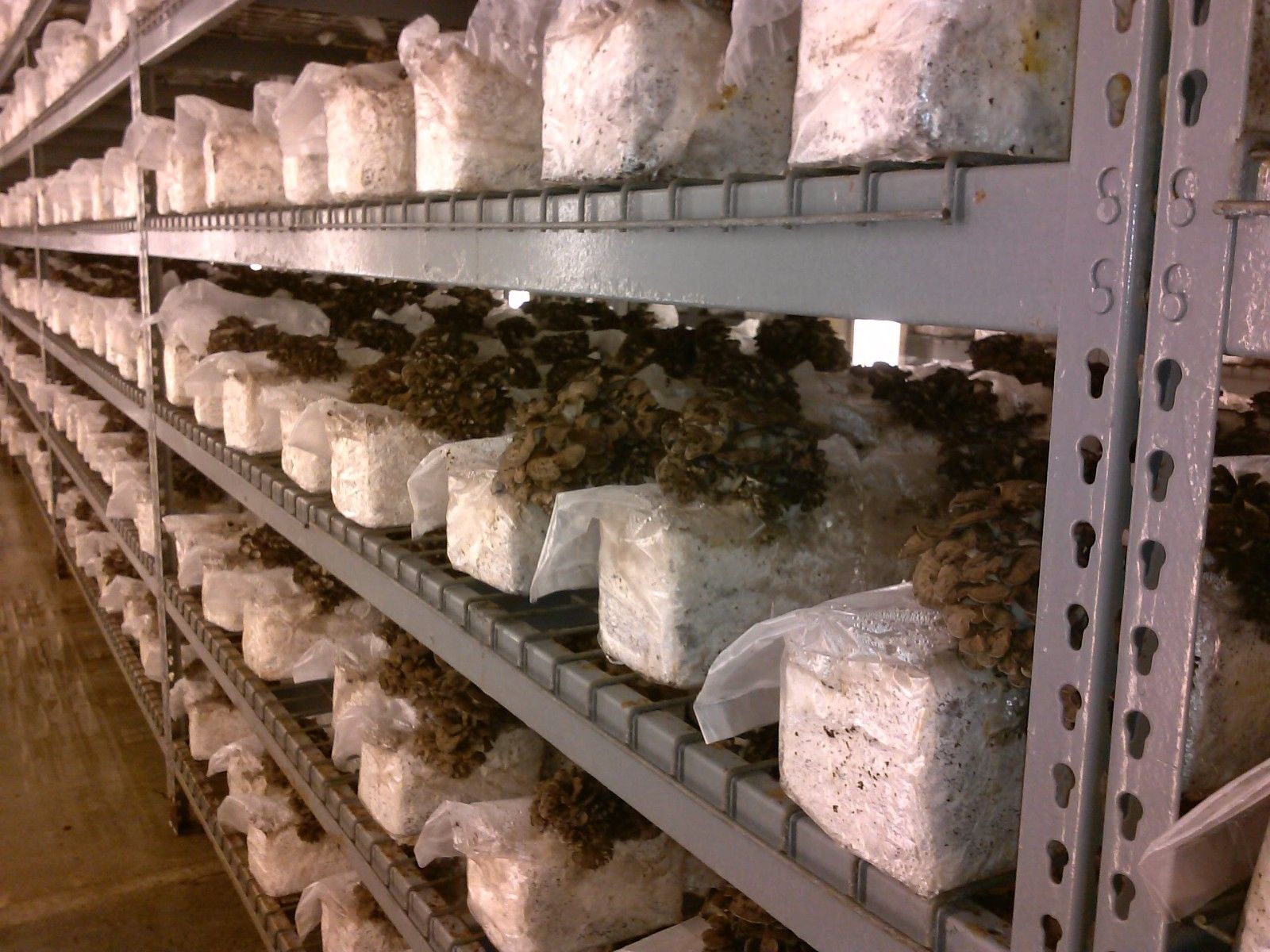 50Pcs 320x650x0.06mm PVC Mushroom Grow Bag Substrate High temp Pre Sealable