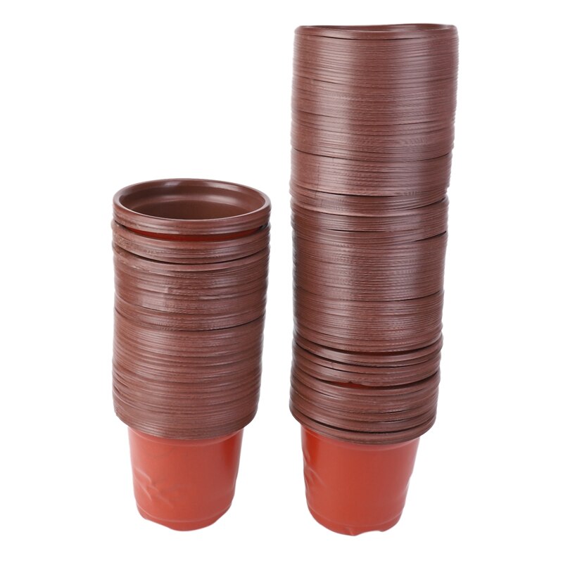 Coltivazione Di Piante Sempreverdi: Informazioni Sulle Erbe Perenni Per - Foto 4