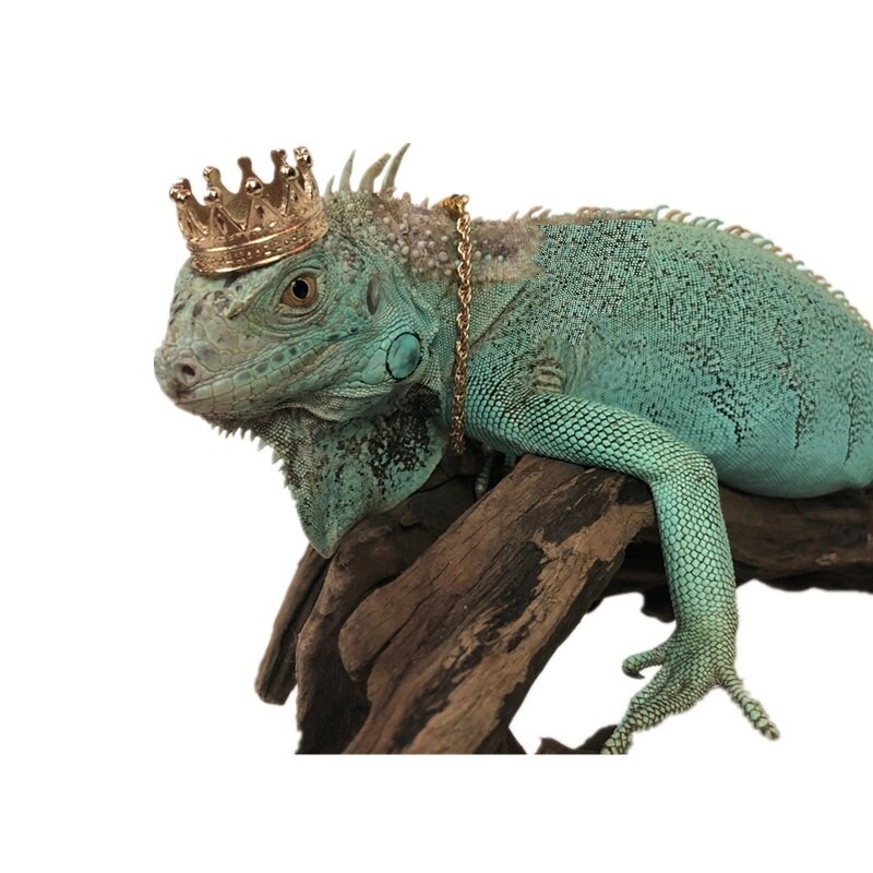 Skægget drage halskæde skægget drage indretning skægget drage krone firben krone gecko halskæde