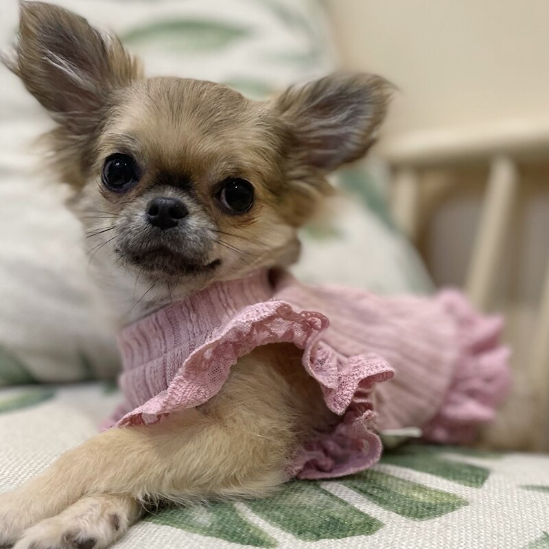 Falda corta de verano para perro y gato, ropa para cachorro, Yorkshire, Chihuahua, Pomerania, disfraz de Bichon, Schnauzer