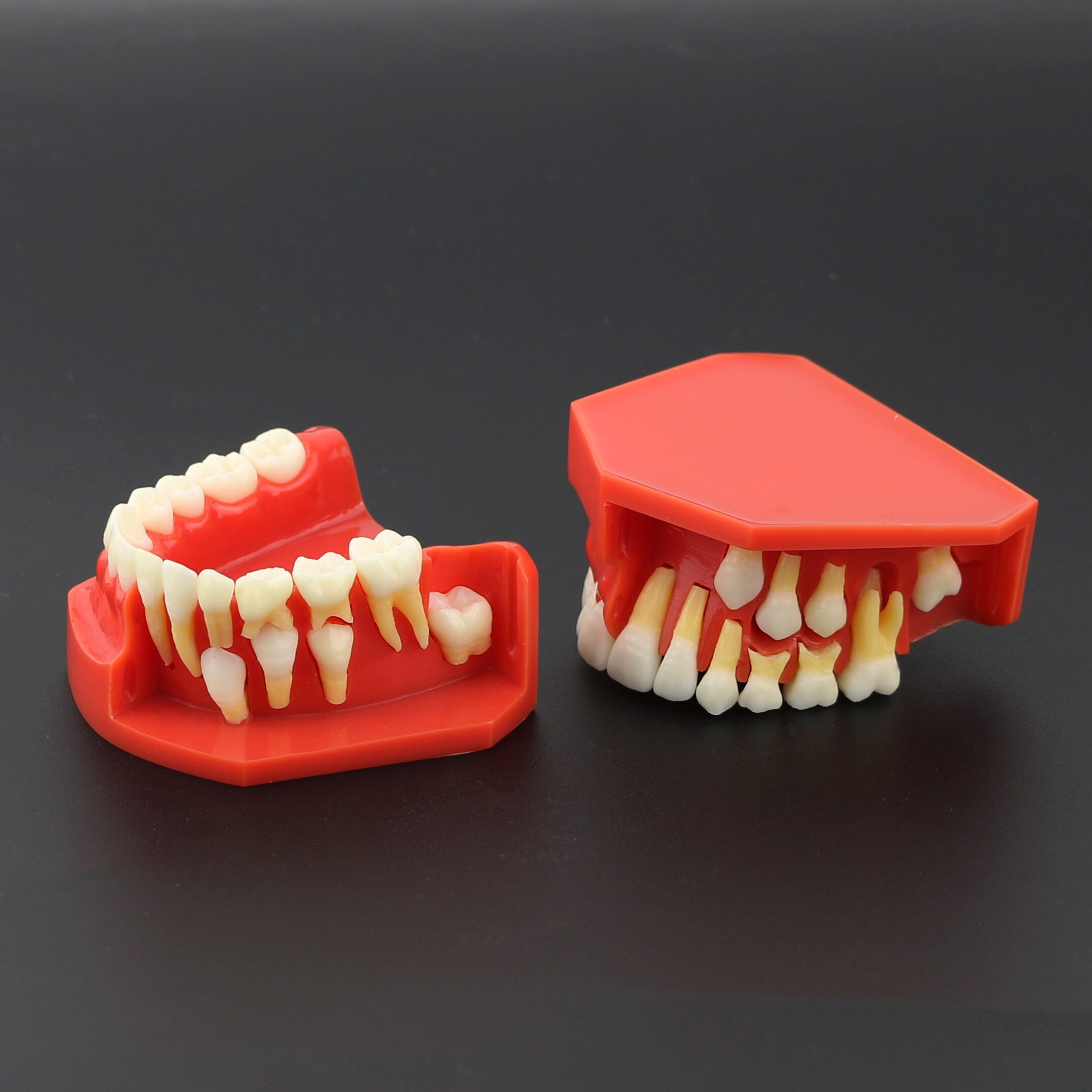 Dental Teeth Model M7013 Typodont Pediatric Development 9-12 Years Constant Teeth Grow Replace Demo Anatomy Teaching Study
